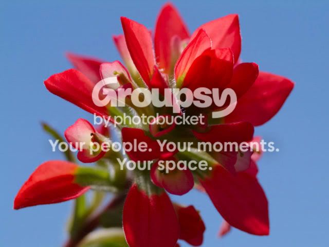 IndianPaintbrush.jpg