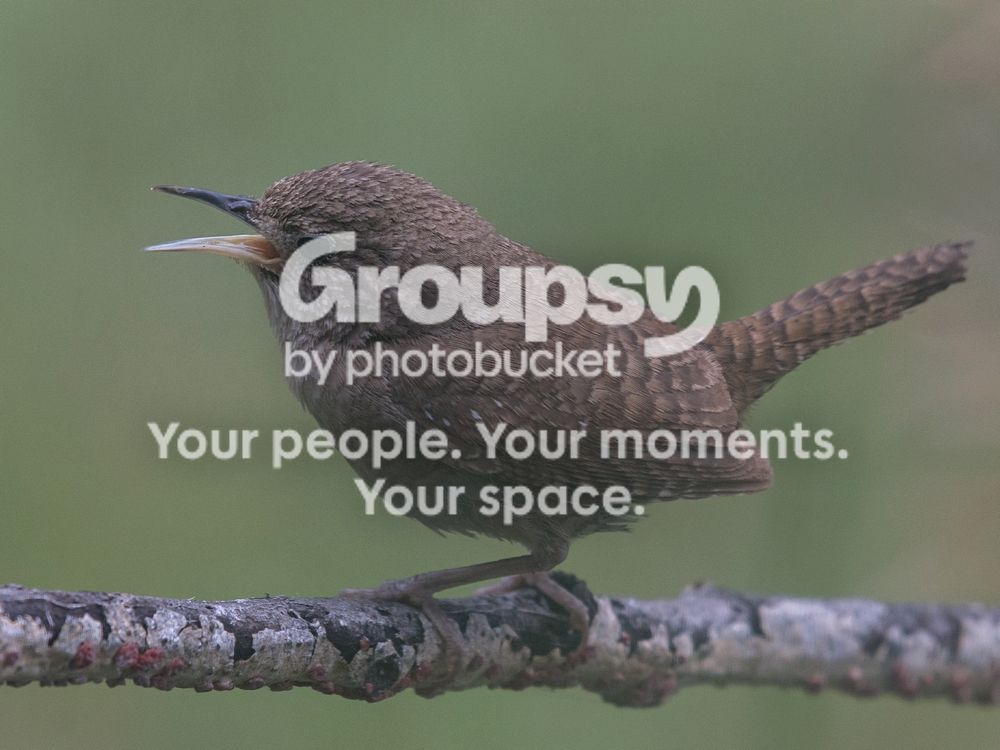 Wren%203%20Aug%202016_zps5np3ttox.jpg