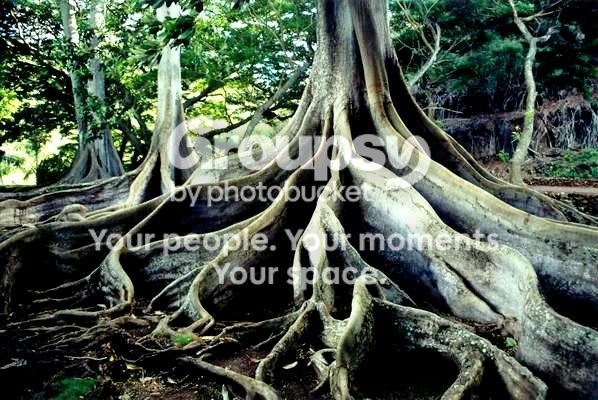 jptrees.jpg
