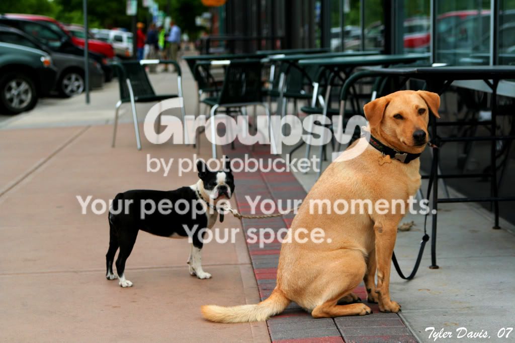 Dogs.jpg