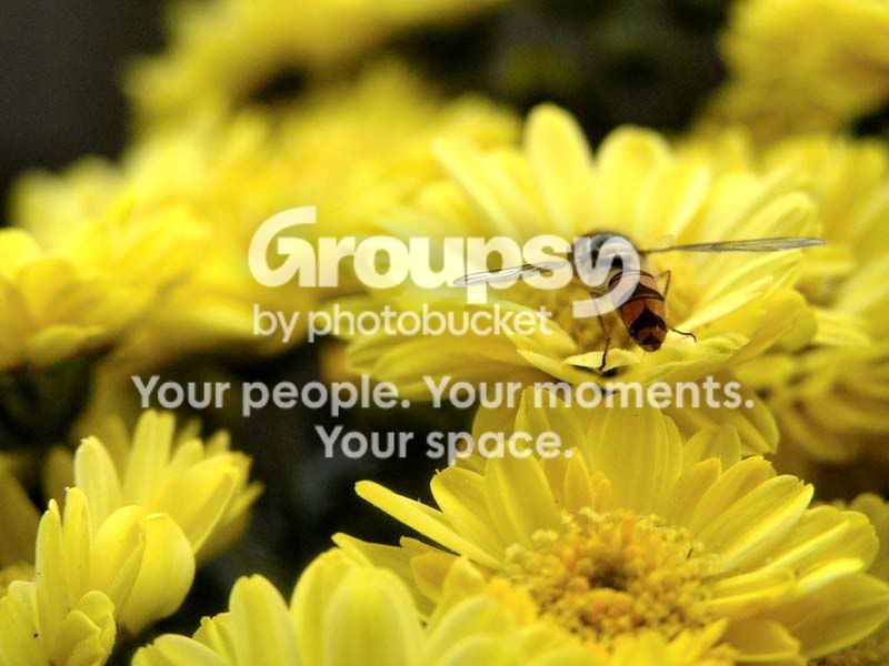 hoverfly1_web.jpg