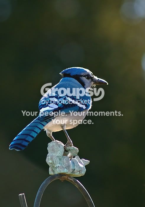 bluejay-1.jpg