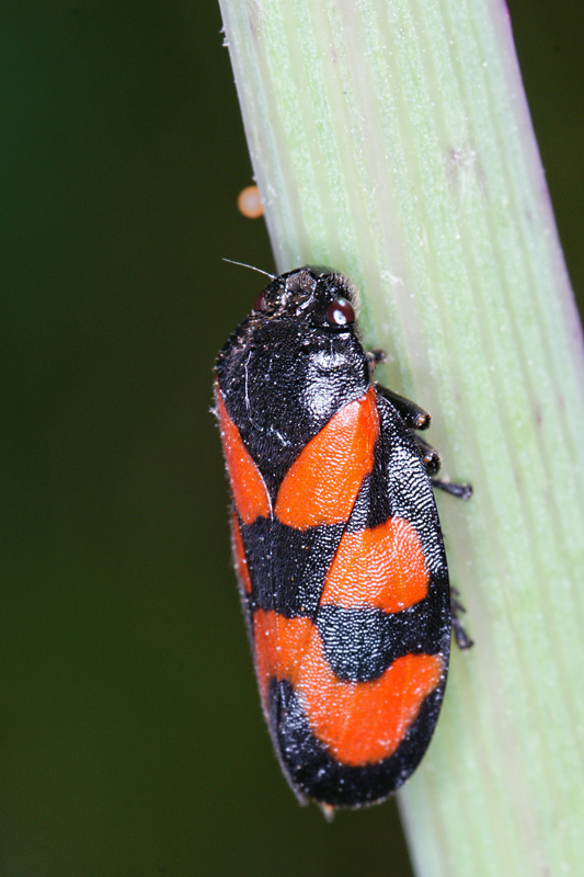 haematomola_dorsatum_01.jpg