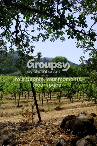 Napa-14.jpg