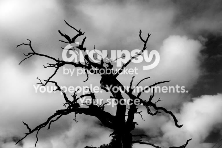 Tree.jpg