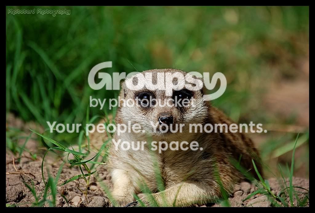 Merecat.jpg