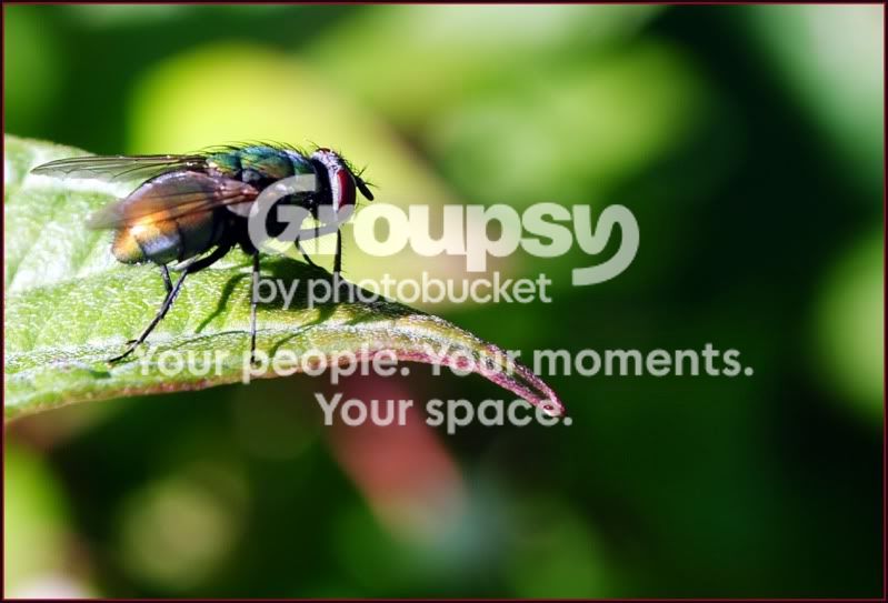 flyseries6.jpg