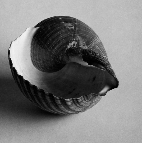Shell-L.jpg