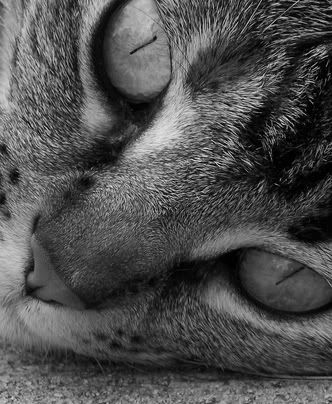 kittyfacecrop.jpg