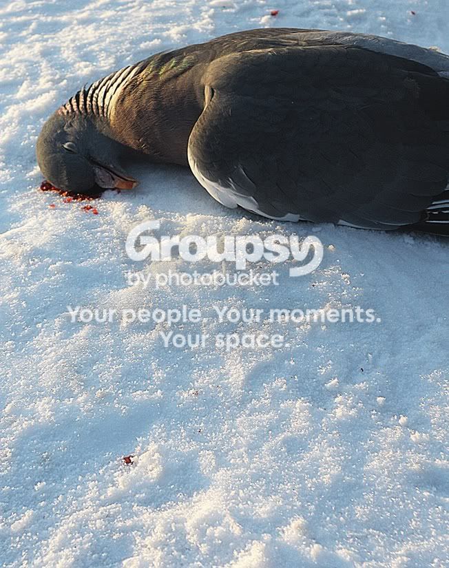 pigeon2.jpg