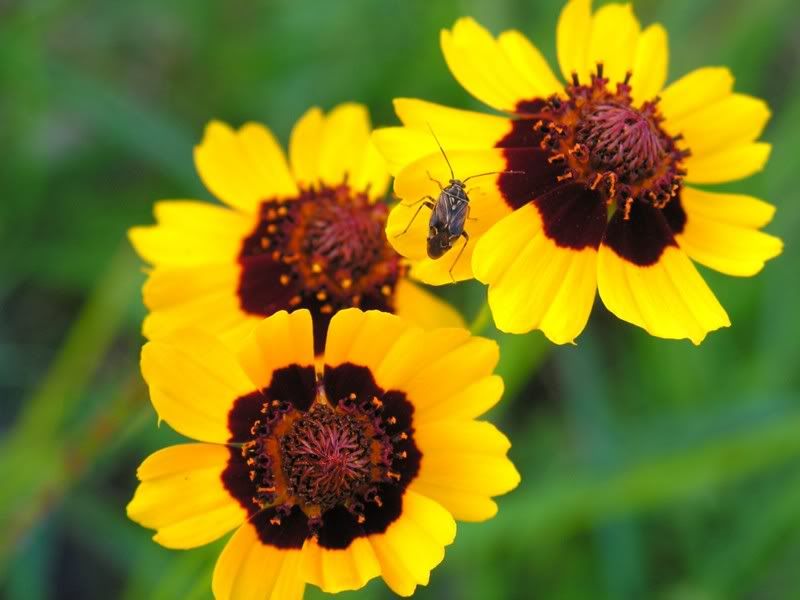 bugandflowers.jpg