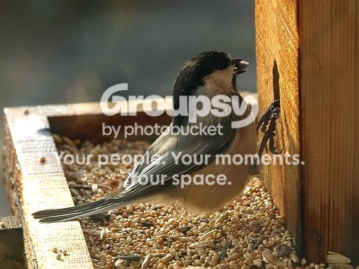 SeedinBeak-1.jpg