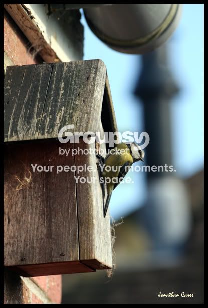 BlueTit1.jpg