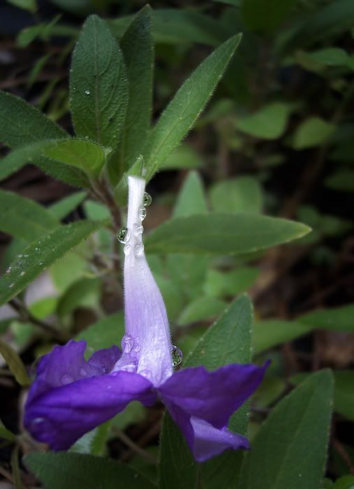 fallenflower2small.jpg