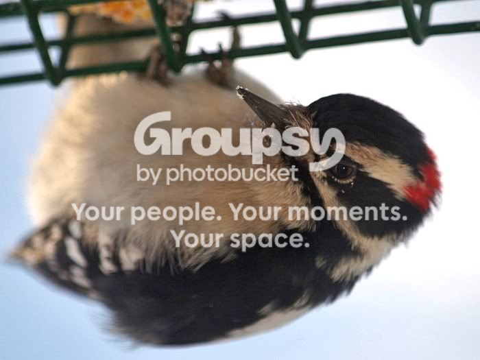 E30woodpecker.jpg
