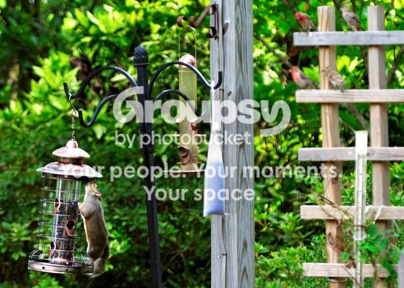Squirrel-new-feeder-1.jpg