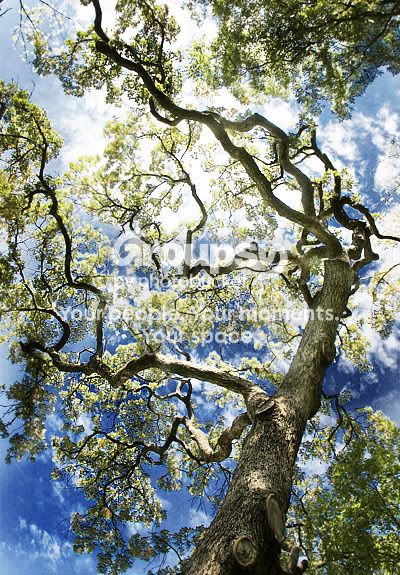 weirdtree-sm.jpg