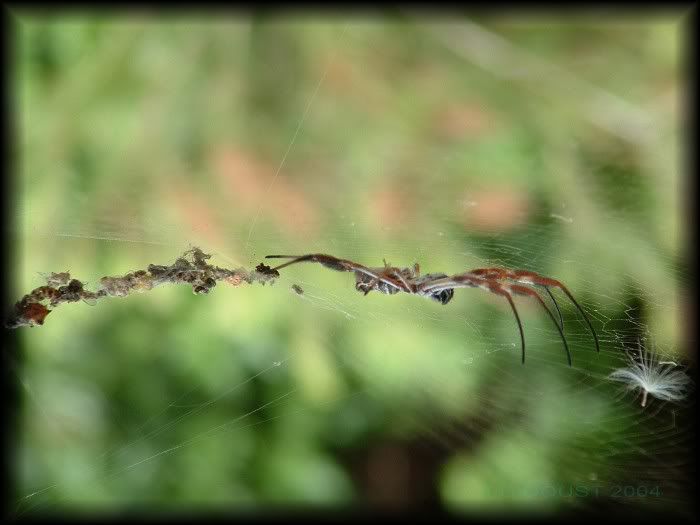 Spider2Cb.jpg