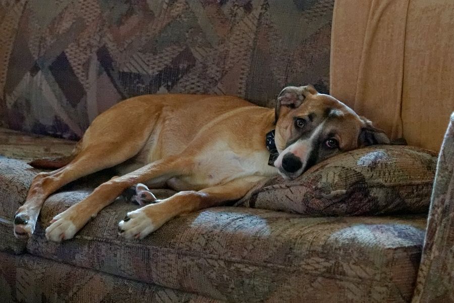DxOprocessEllaoncouch.jpg