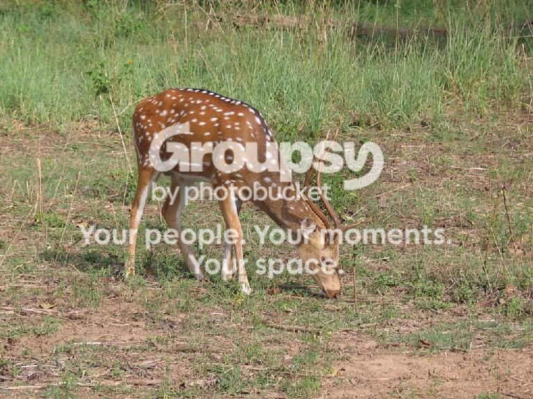 deercol.jpg