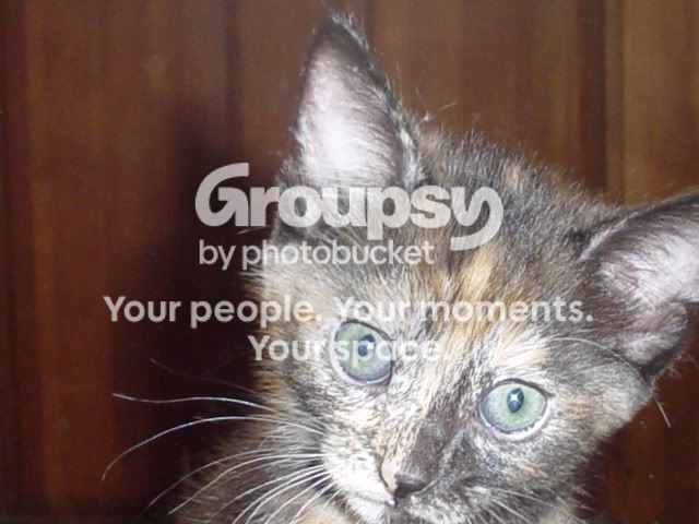 DSC00392.jpg