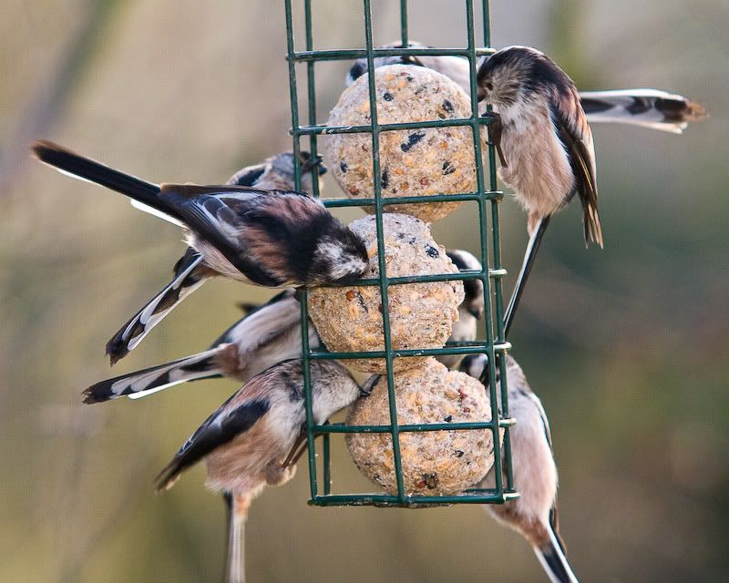 LTailedtits2-121of1.jpg