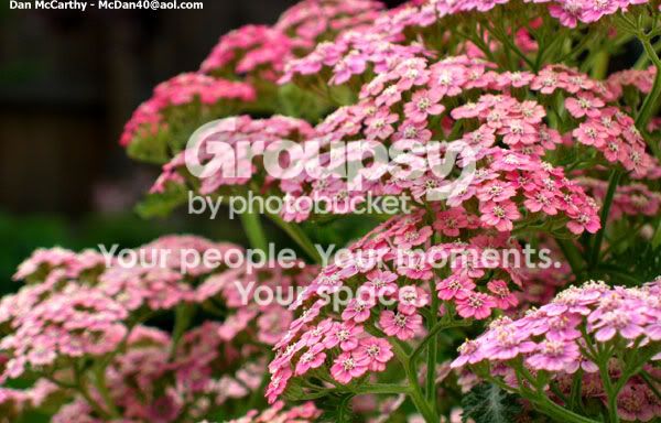 pinklittleflowers.jpg