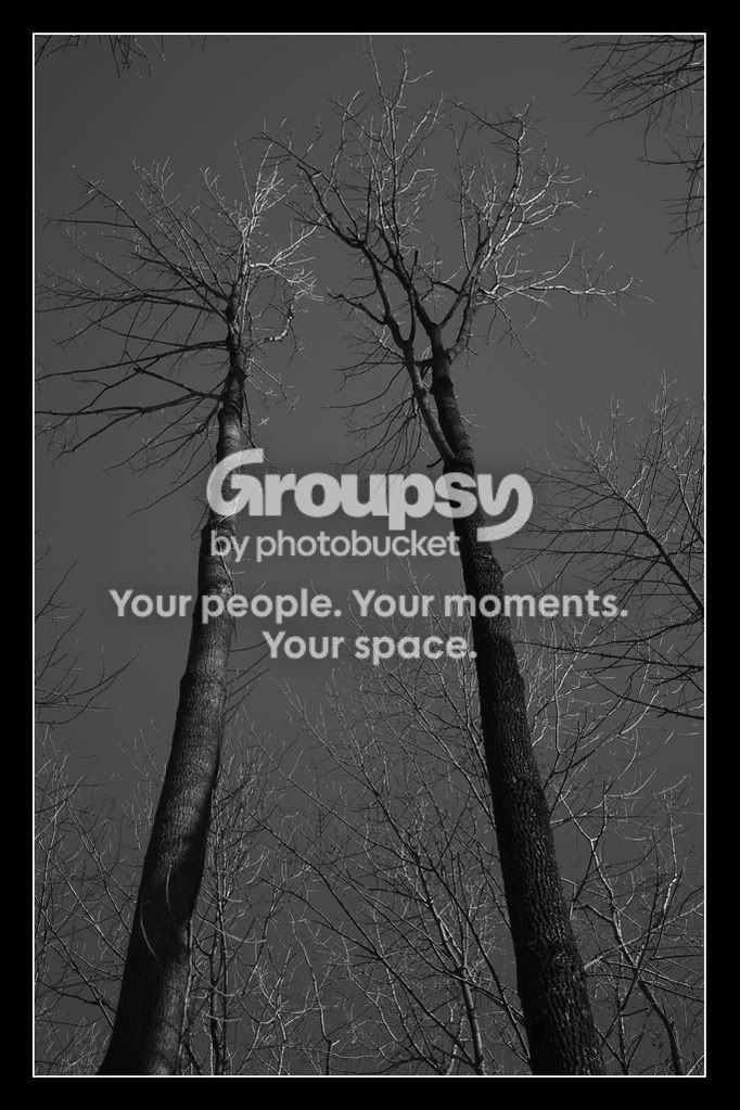 Trees5.jpg