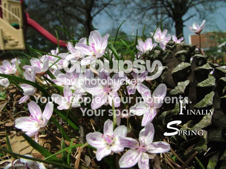 spring.jpg