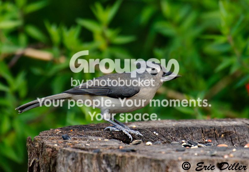 _ECD5294-copy800.jpg