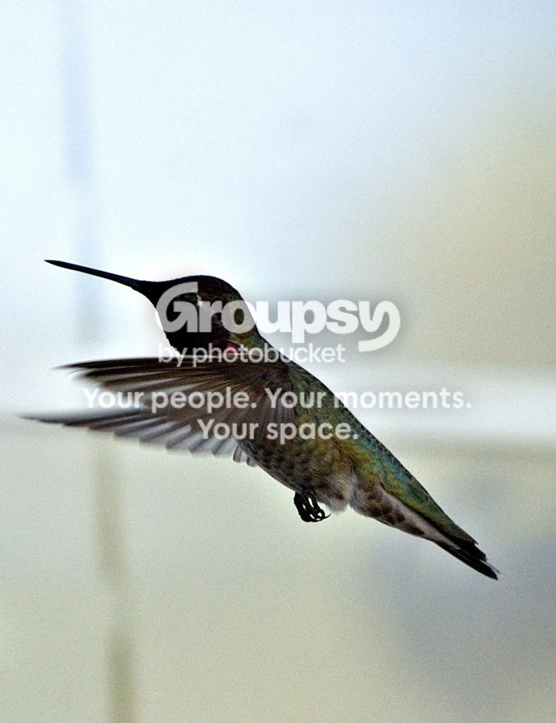 hummingbird1-1.jpg