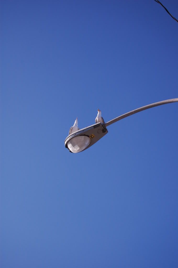 DSC_2200.jpg