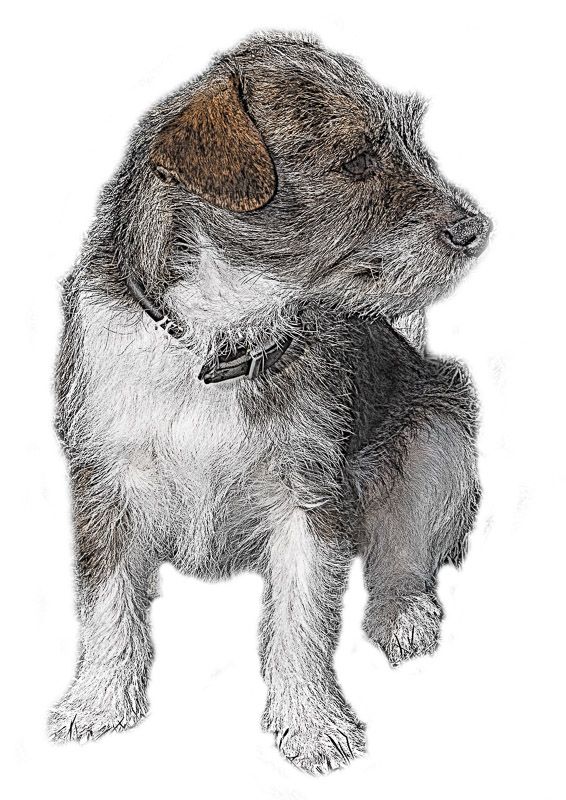 RatCatcher-1.jpg