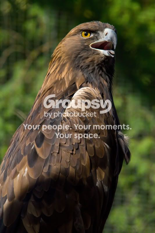 GoldenEagle.jpg