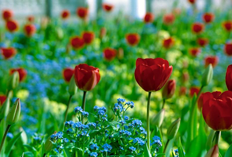 Flowers.jpg