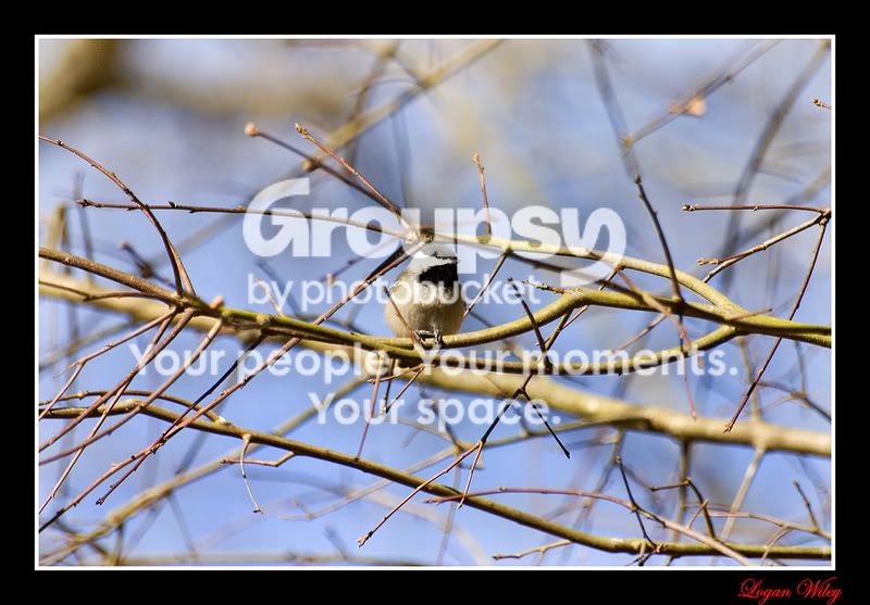 Bird3a.jpg
