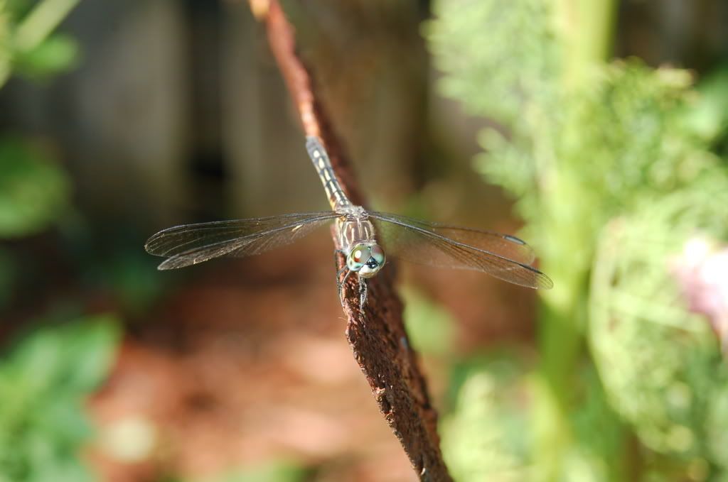 DSC_0214.jpg