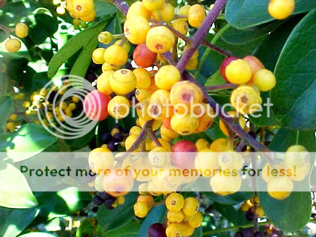 Berries-edit.jpg