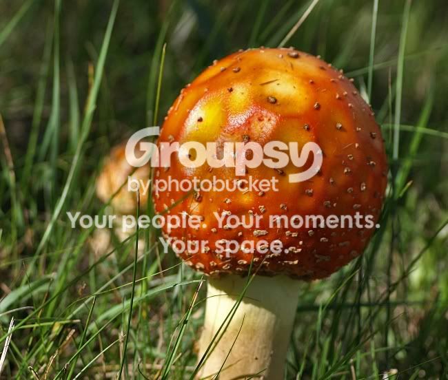 Mushroomorange.jpg
