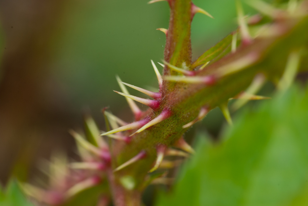 DSC_1640-X2.jpg