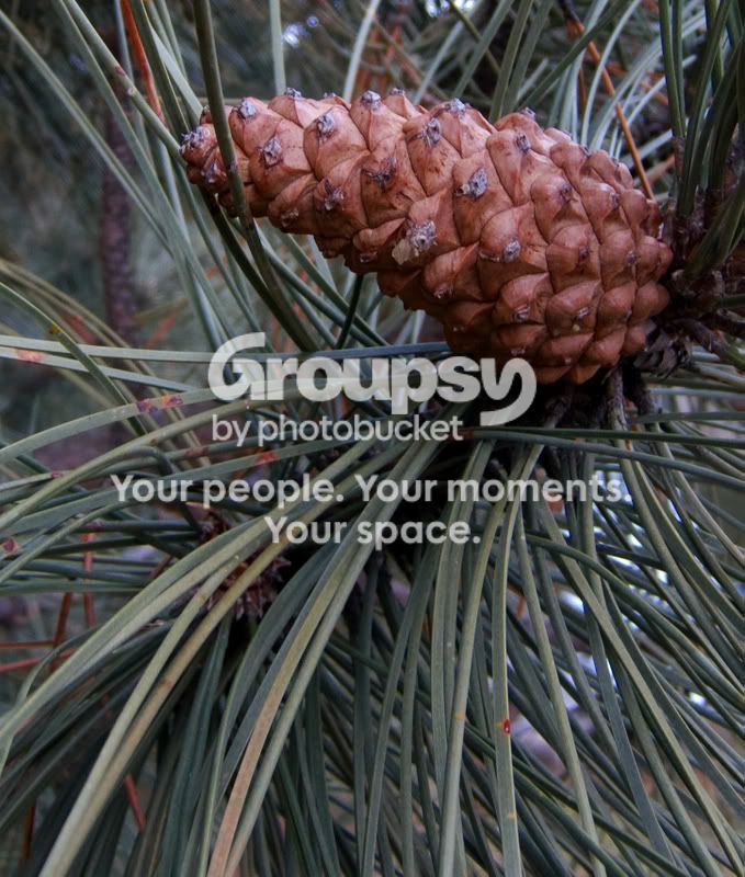 pinecone1.jpg