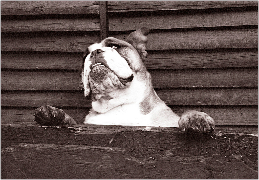 Scan-130620-0035-XL.jpg