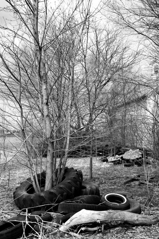 treetire2.jpg