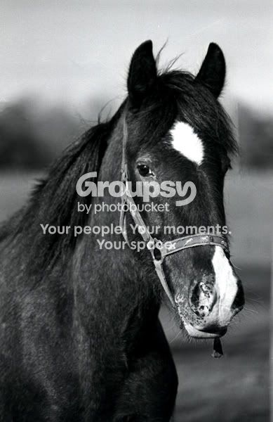 img019-pp-r.jpg