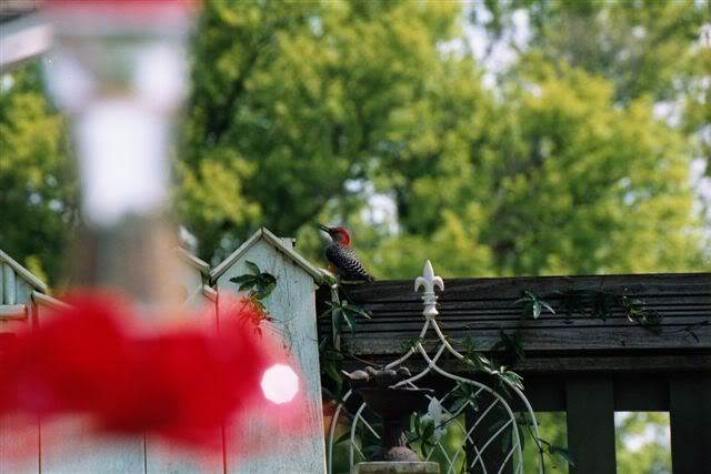 Red_Bellied_Woodpecker_May04-sm.jpg