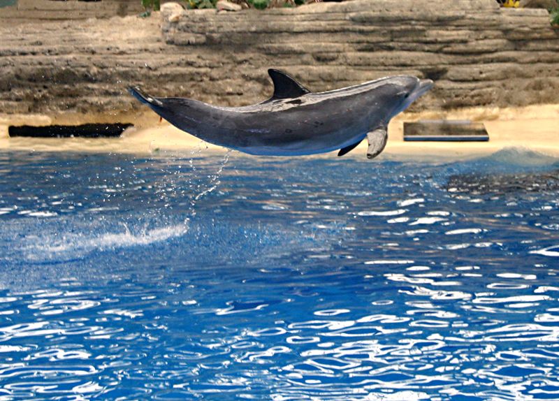 Flipper.jpg