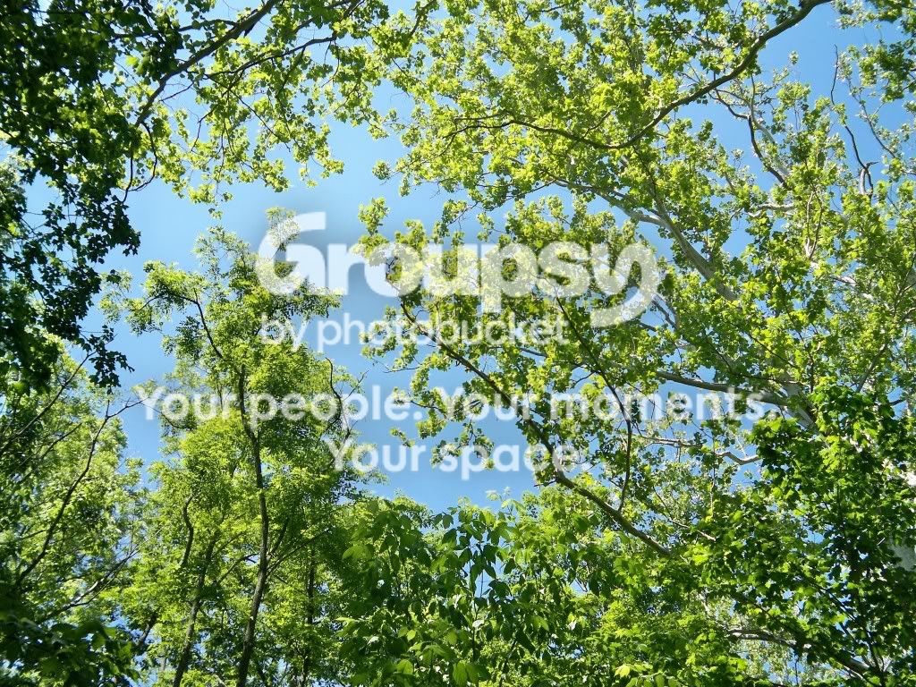 treetop.jpg
