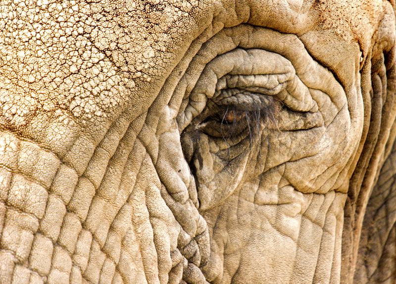 San%20Diego%20Zoo45-L.jpg