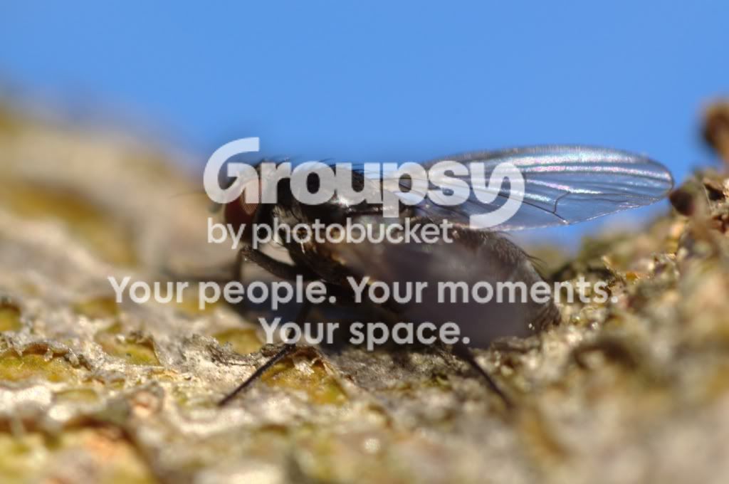 fly.jpg