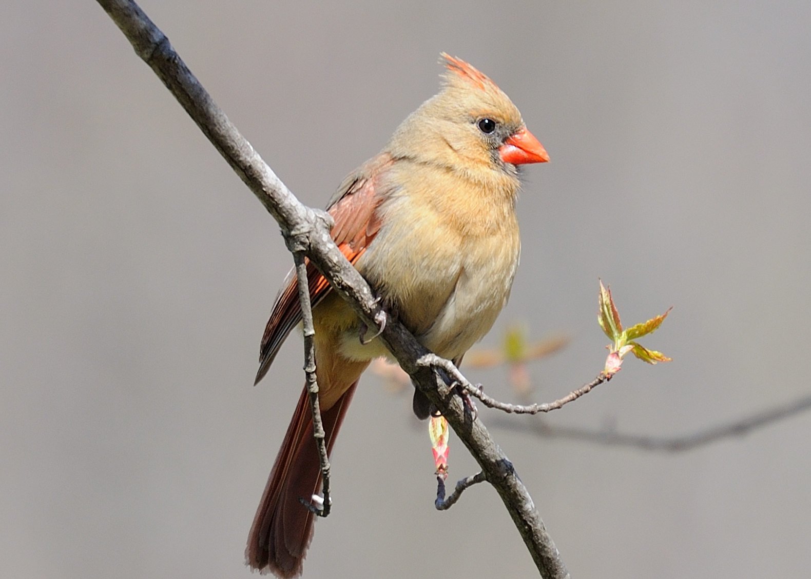 DSC_0171-X3.jpg